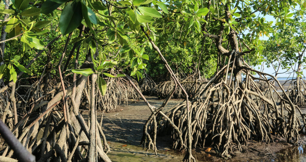 mangroves